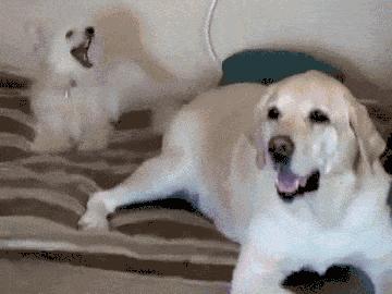 狗狗尾巴疯狂摇,狗狗的尾巴向下摇摆是什么意思