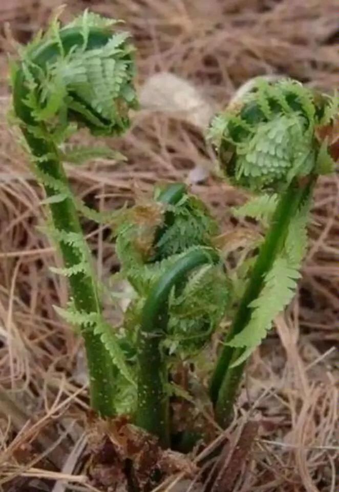 东北山野菜广东菜图片,东北的山野菜广东菜怎么吃