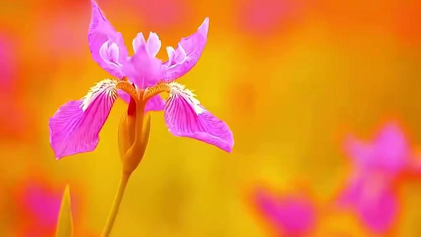 【夜听】我爱你，怎么办？