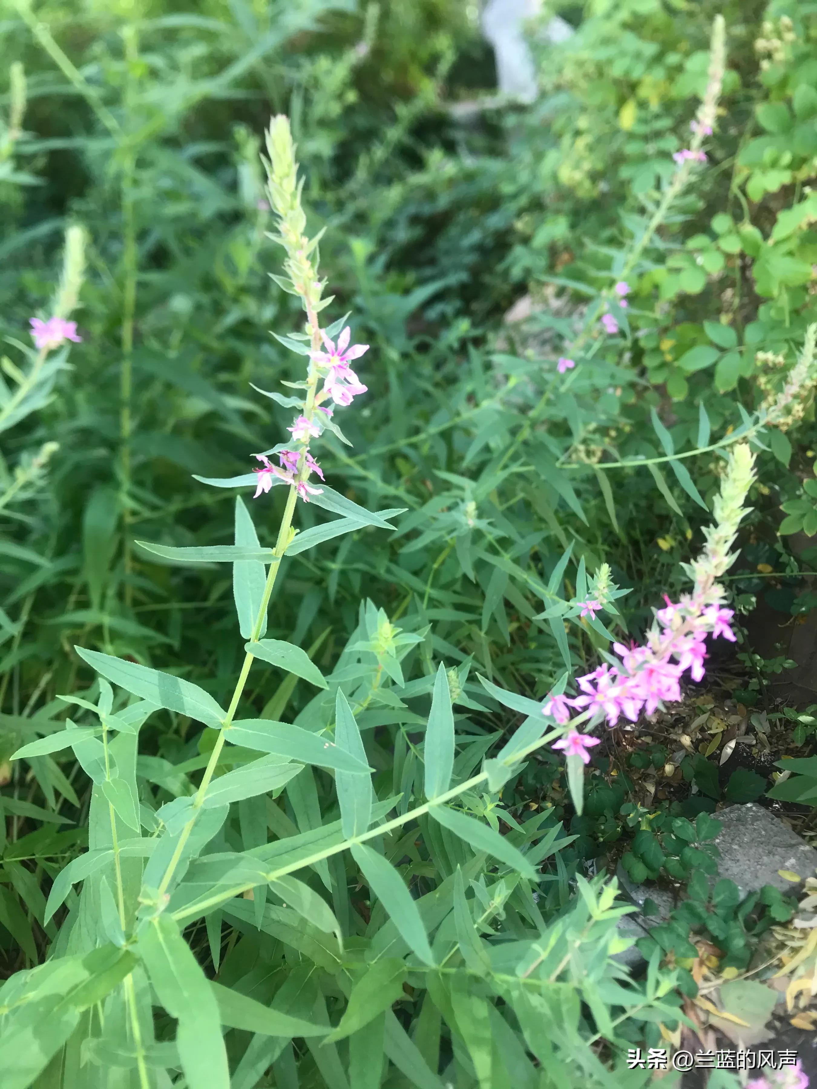 励志情感语录人生感悟,励志情感语录文案