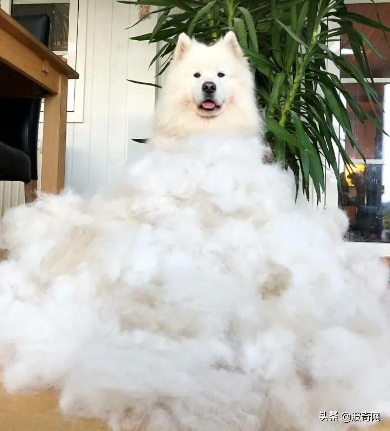 萨摩耶开始掉毛,萨摩耶铲屎官报道