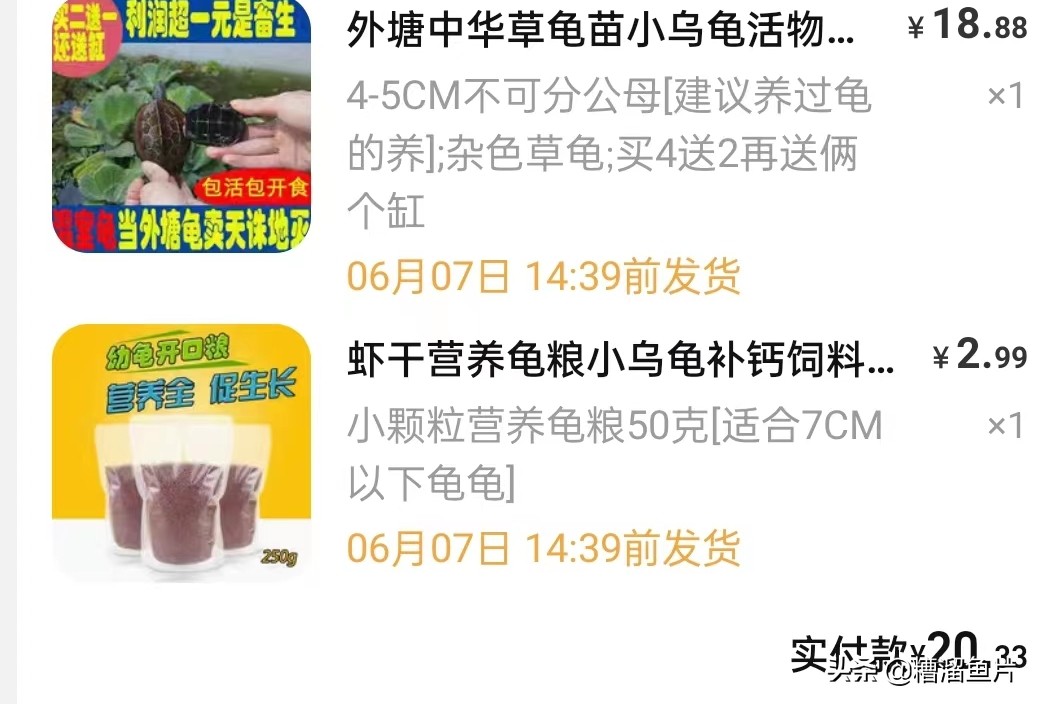 草龟里面哪个乌龟好养,新手养草龟从多大开始养比较好