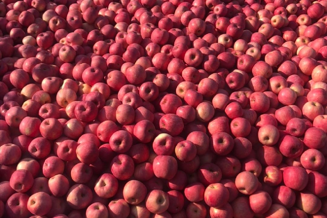 中秋节前后有没有应季苹果,中秋节前成熟的苹果品种有哪些