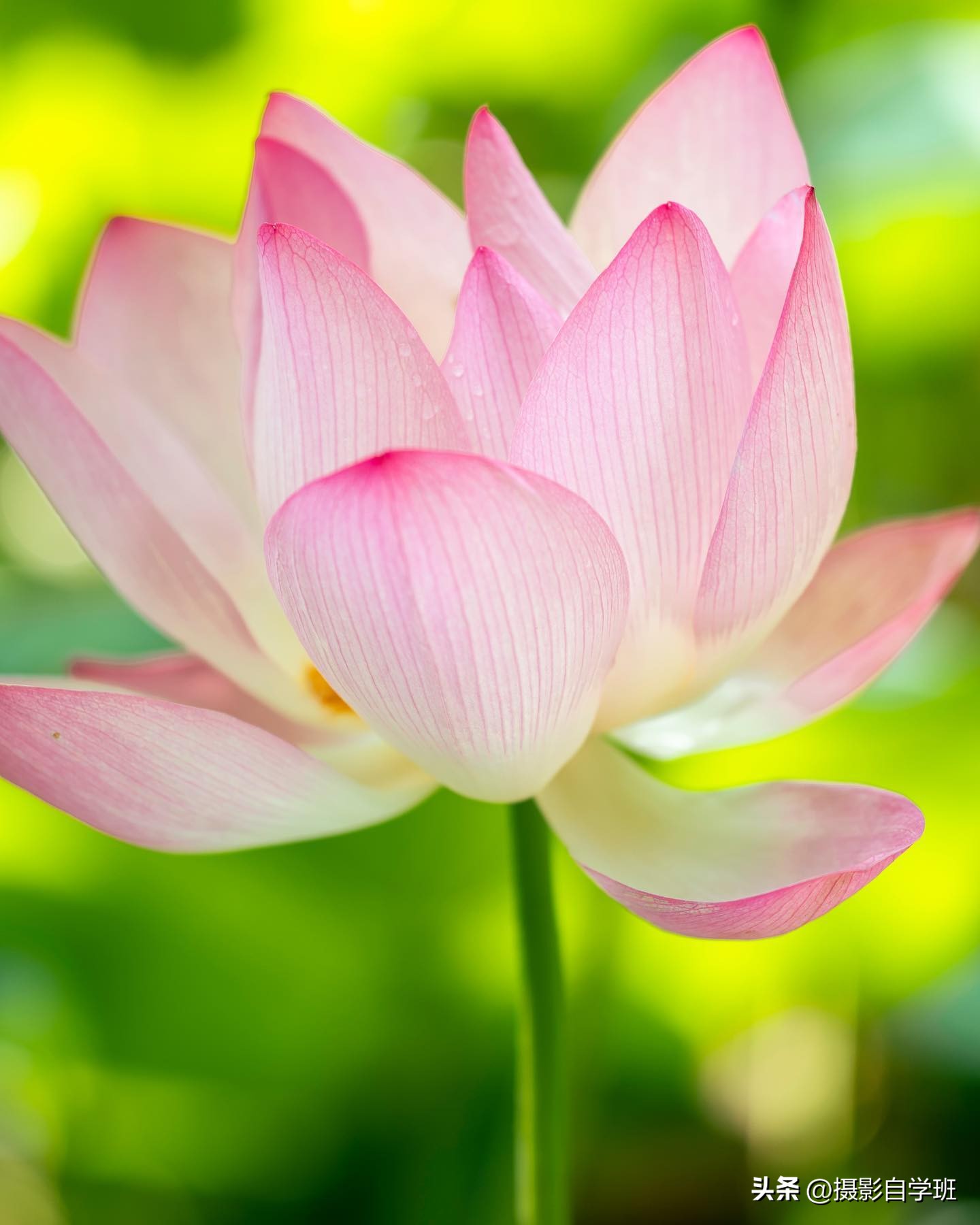 用这3个摄影方法拍荷花,这10个荷花摄影技巧个个实用