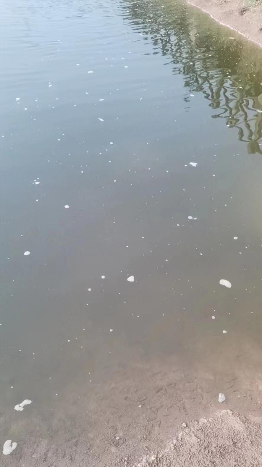 南美白对虾养殖5大注意事项,南美白对虾养殖技术全过程求回答