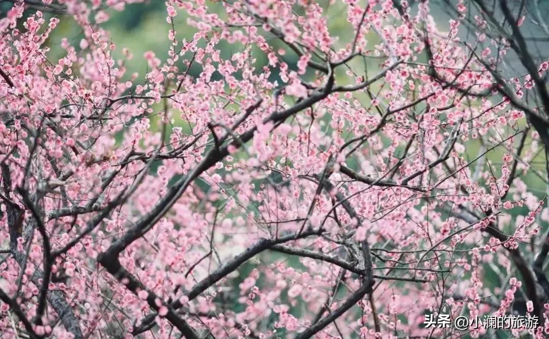 江苏赏梅胜地,江浙沪赏梅小众