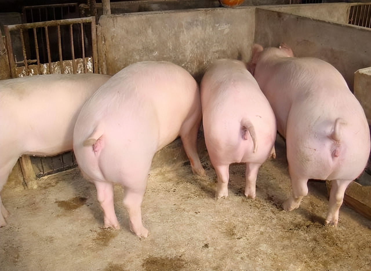 母猪流产后的治疗,母猪流产后怎么处理