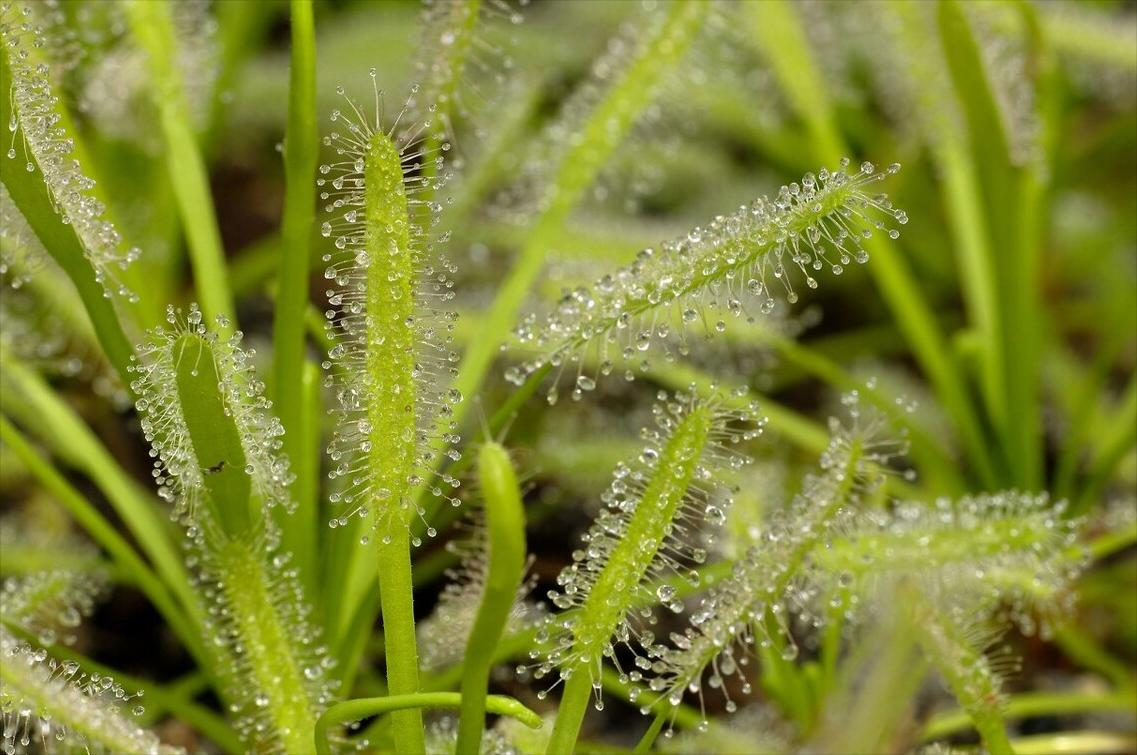 《中国大百科全书（第2版）》读书笔记03147-被子植物门