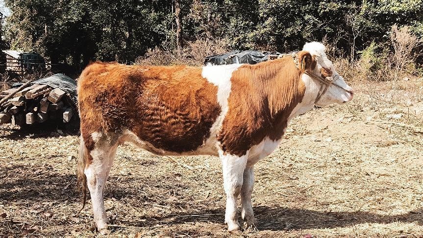 十一月云南旅游攻略腾冲 (从云南腾冲看云南旅游攻略)