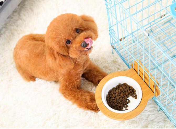 泰迪鼻子褪色吃微量元素有用吗,泰迪鼻子上面的毛褪色怎么回事