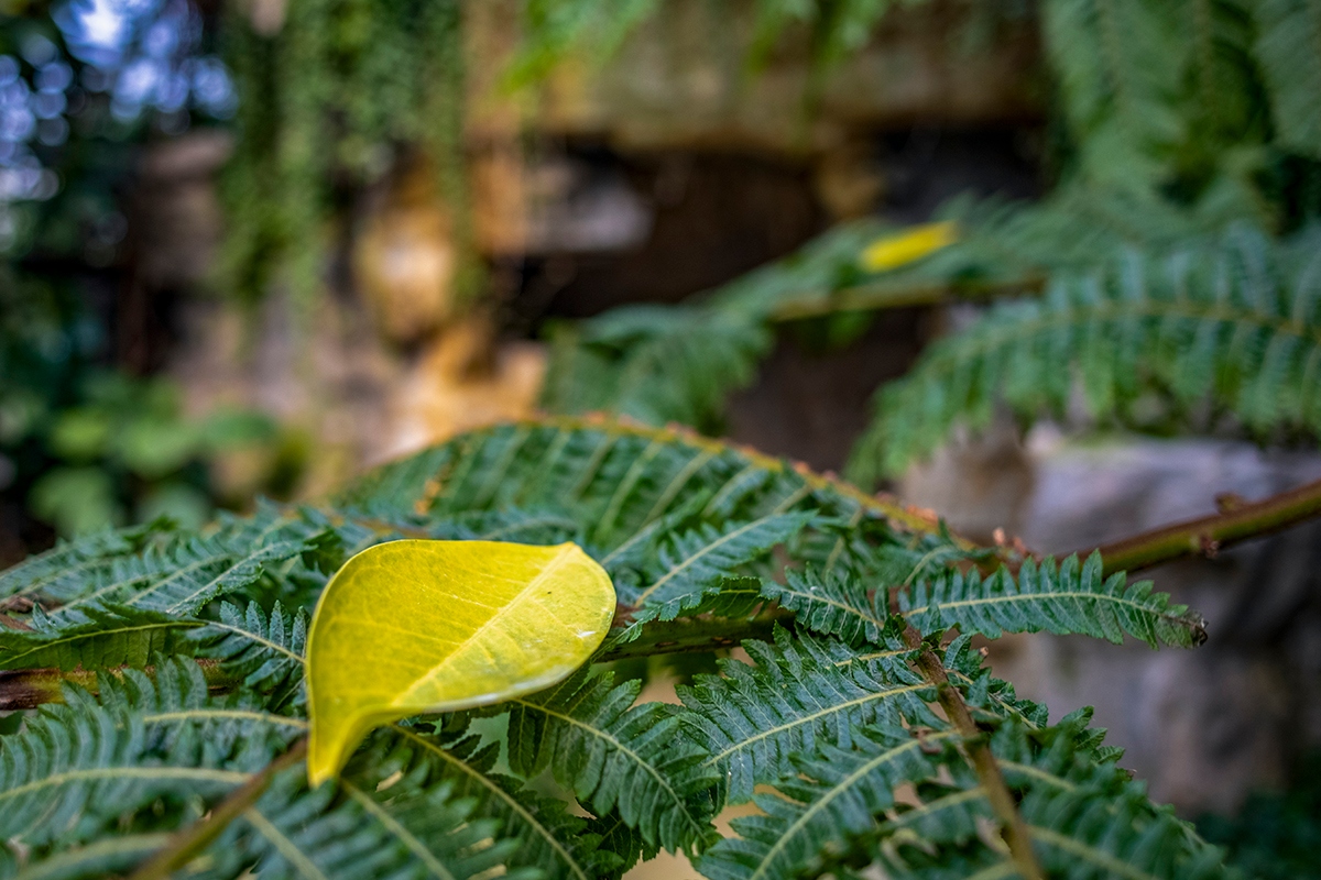 佳能16-35mm2.8f镜头一代评测,佳能rf15-35f2.8镜头值不值得买