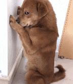 买宠物狗的坑有哪些,买狗差点上当