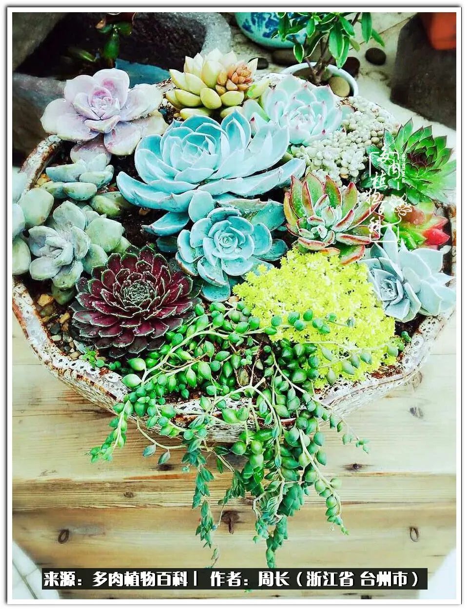 云南树脂粘土多肉组合拼盘创意,多肉拼盘的五个要点是什么