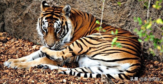 终于看懂了太极图什么意思,易经六十六卦爻全图解