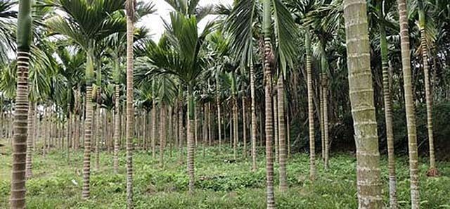 巨蟒报恩的真实事件,海南巨蟒为报主人救命之恩