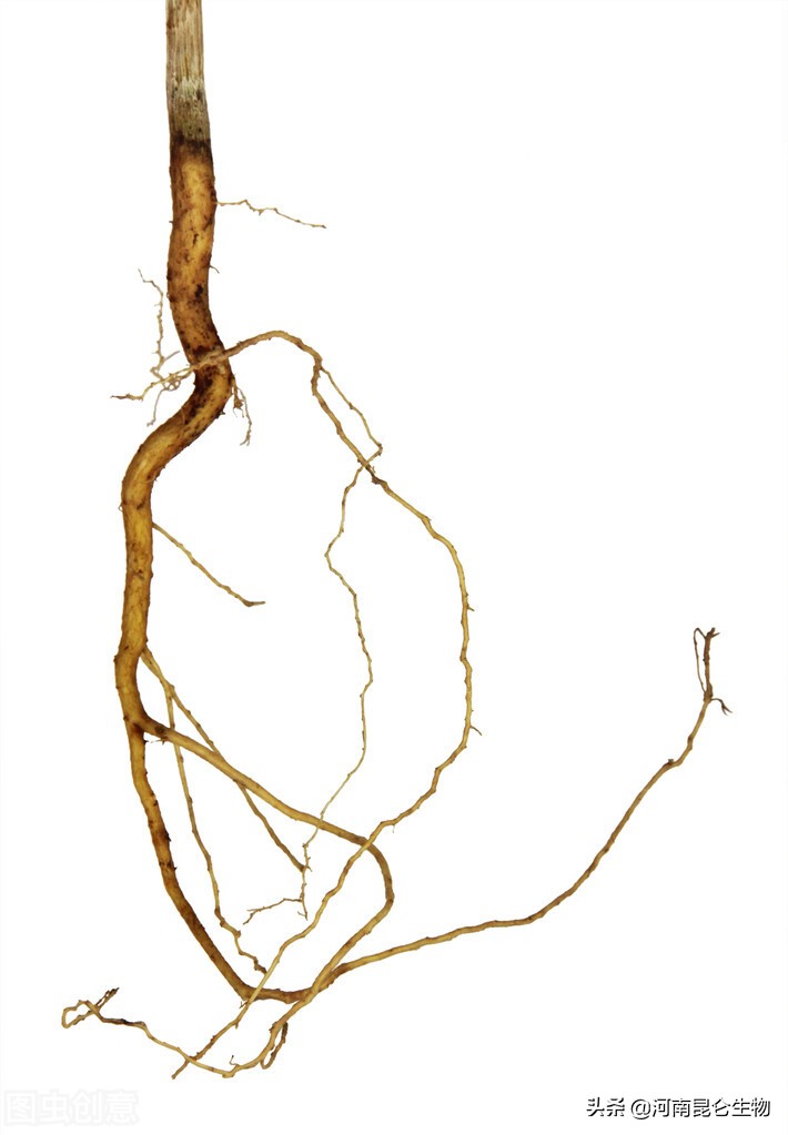 三七治什么病虫害最好,三七炭疽病如何防治