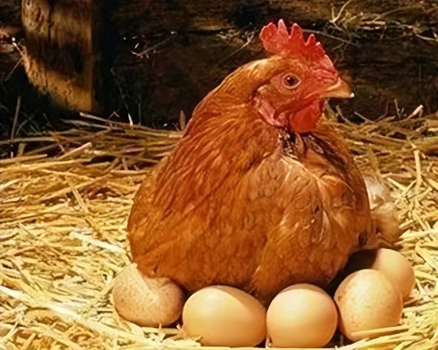 鸡吃了发霉饲料下的蛋有害吗,鸡饲料霉变有啥危害