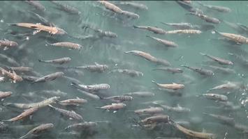 长江鲢鳙鱼群,湖北为什么鲢鳙多