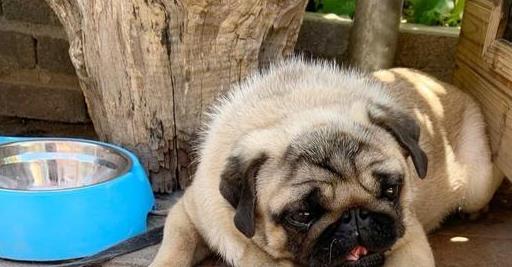 养好巴哥犬的5个技巧,养巴哥犬该注意些什么