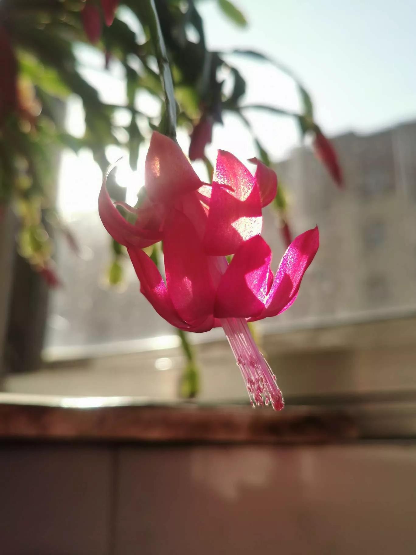 所有花的名称大全,认识各种花的寓意