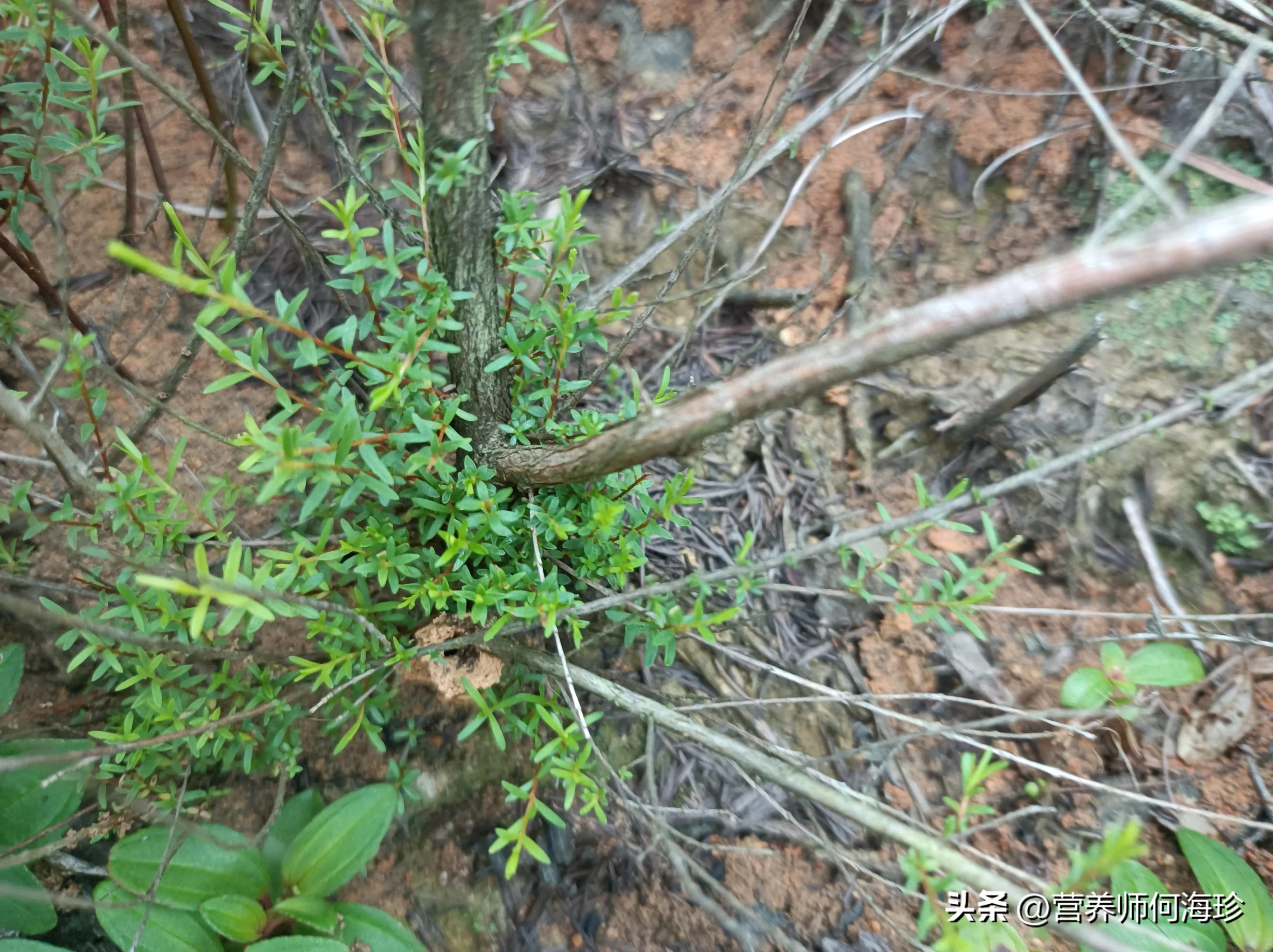 瑙傞煶鎵笟,瑙傞煶鎵妸