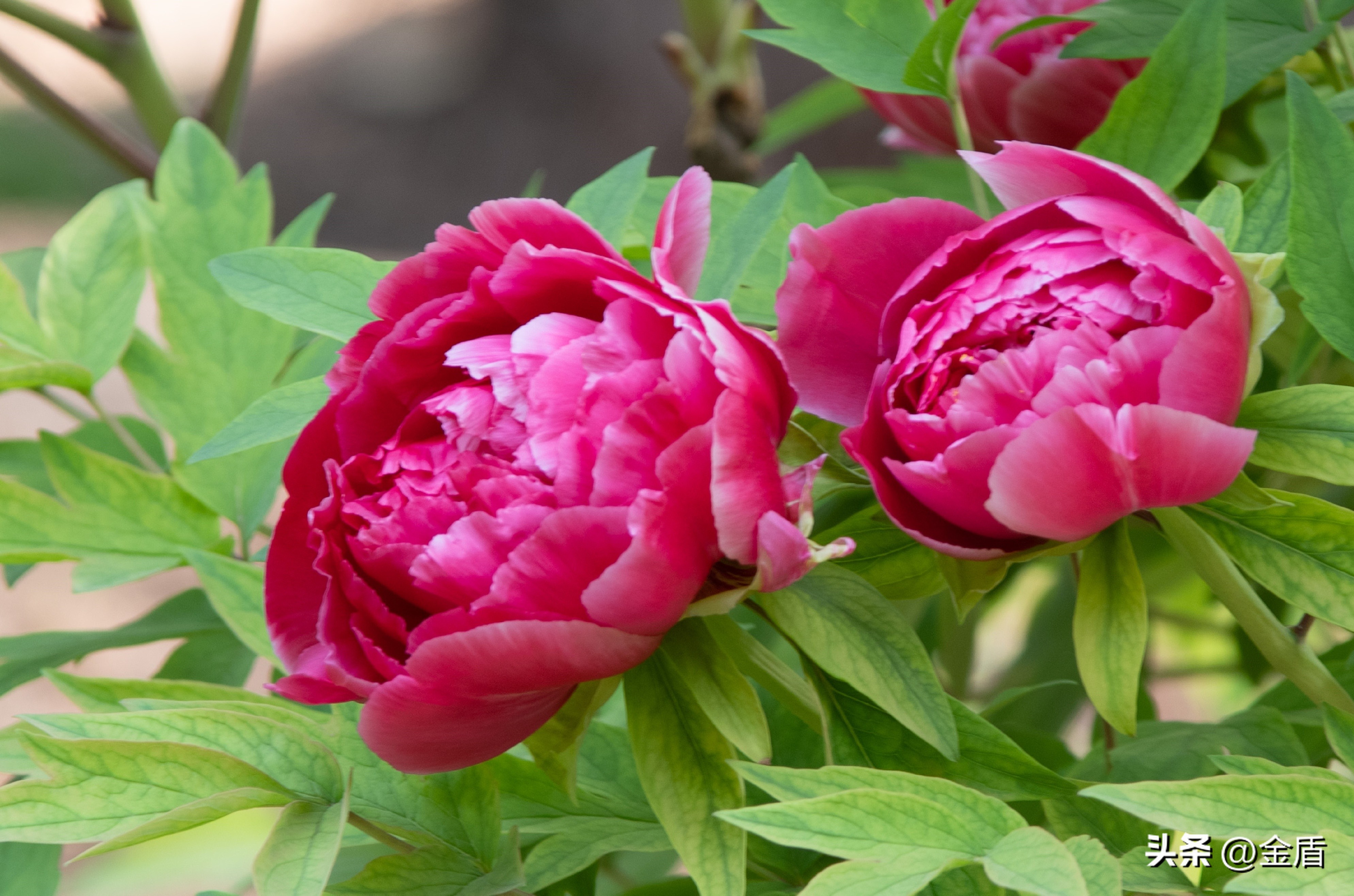 牡丹放在人面前人们会说雍容华贵,雍容华贵的国之牡丹惊艳了世界