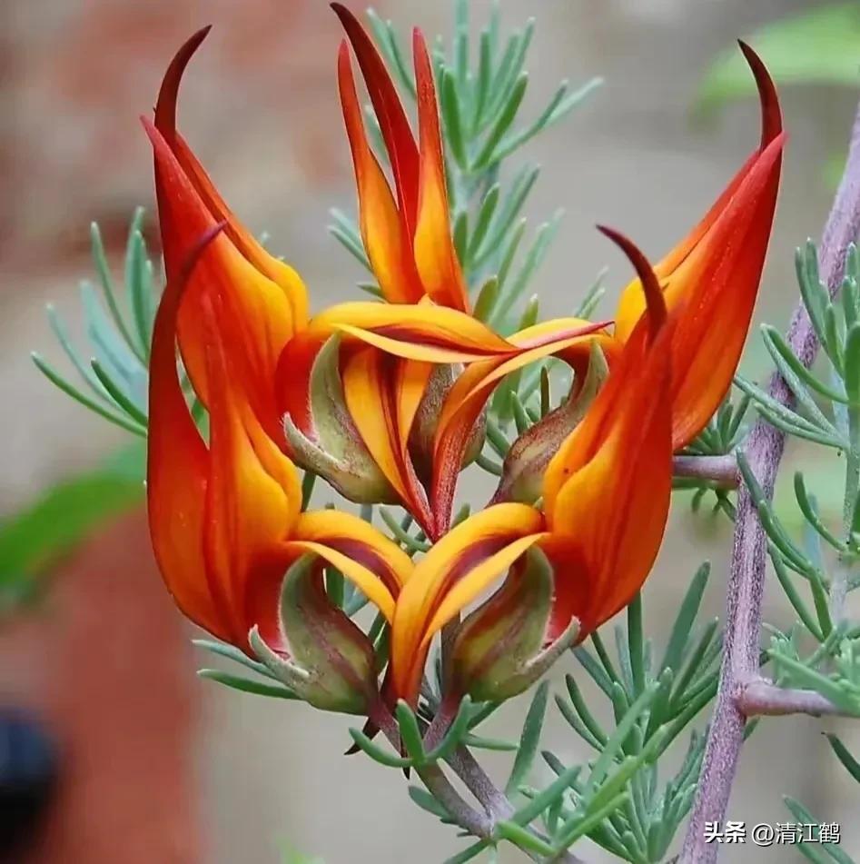 920使用方法哪些作物能用,920和什么混用效果好