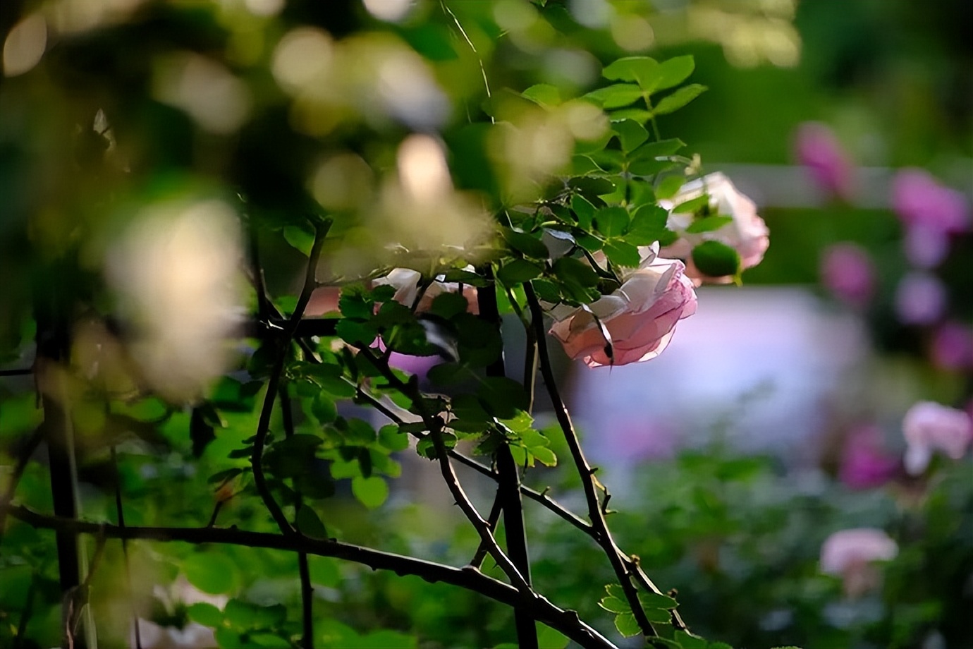 女人喜欢称呼异性哥哥是什么原因,女人称呼女人为哥哥是什么意思