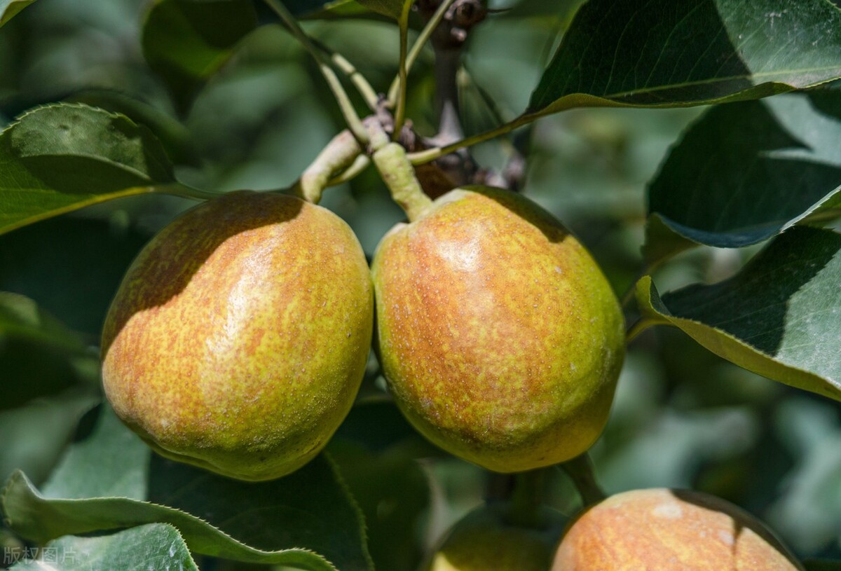 库尔勒香梨商标侵权赔款，委屈但违法，别和逍遥镇胡辣汤相提并论