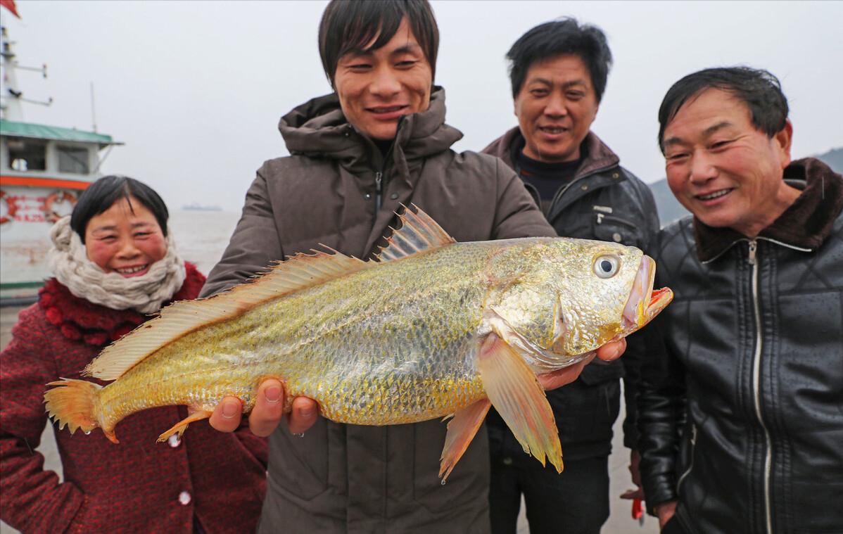 每年放流大黄鱼,现在野生的大黄鱼是以前放流的吗