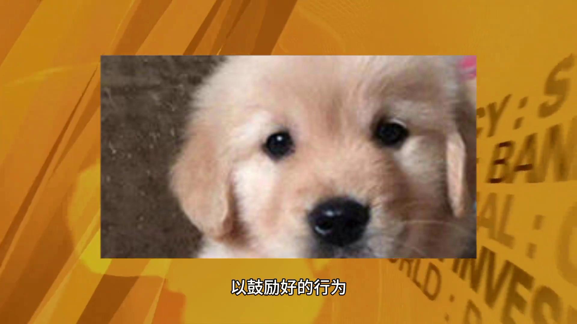 金毛狗不听话只需一招,金毛怎么训练不听话怎么惩罚