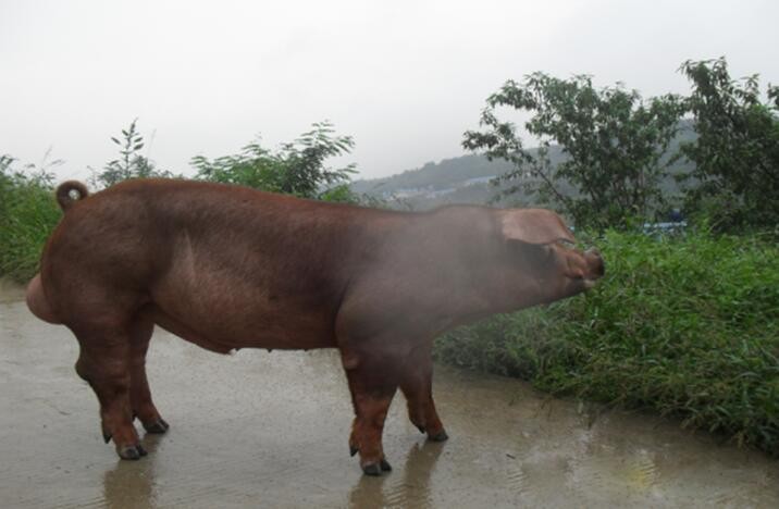 人不如猪系列：长满身腱子肉，能卖到8万一只！这*猪种**肉能吃吗？