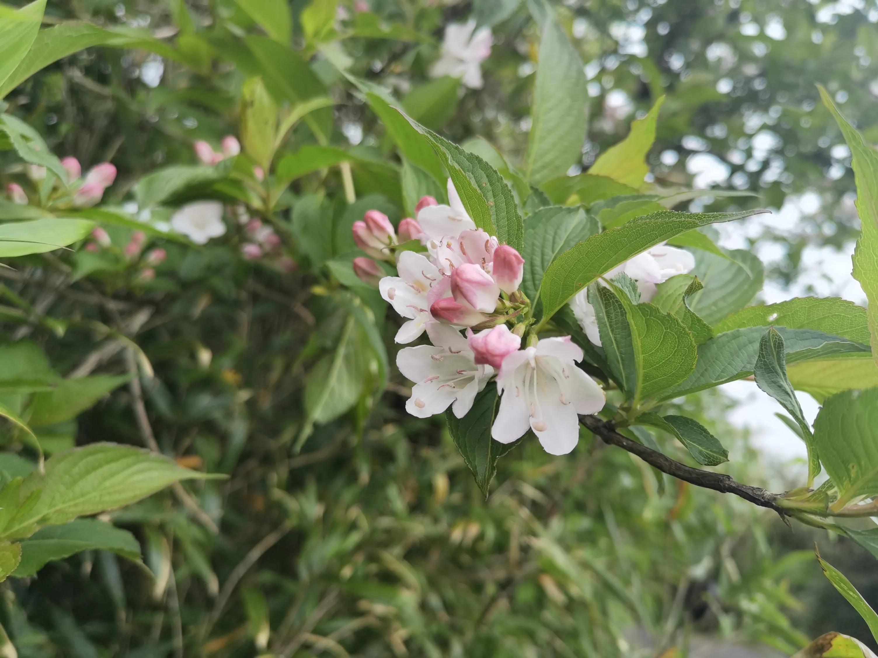 浏阳大围山森林公园浏阳河源头,大围山杜鹃花在哪个景点看