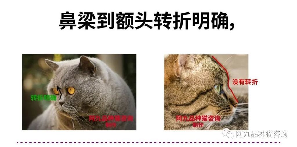 蓝白英短鼻子有点蓝色,英短蓝白的鼻子怎么有黑有粉