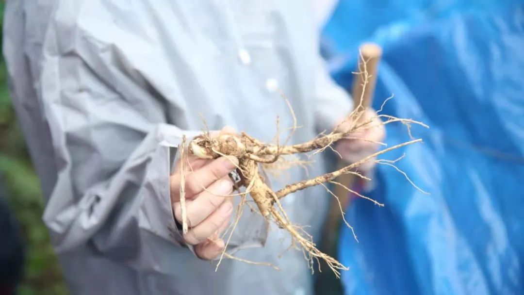 长白山滑雪夏令营,夏令营走进长白山