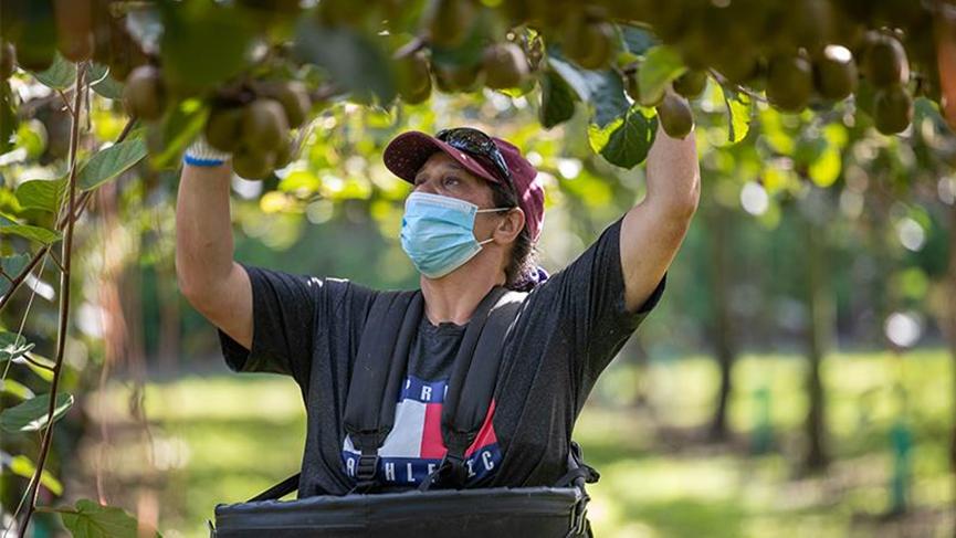 新西兰弄走了湖北猕猴桃，还让中国人付版权费？
