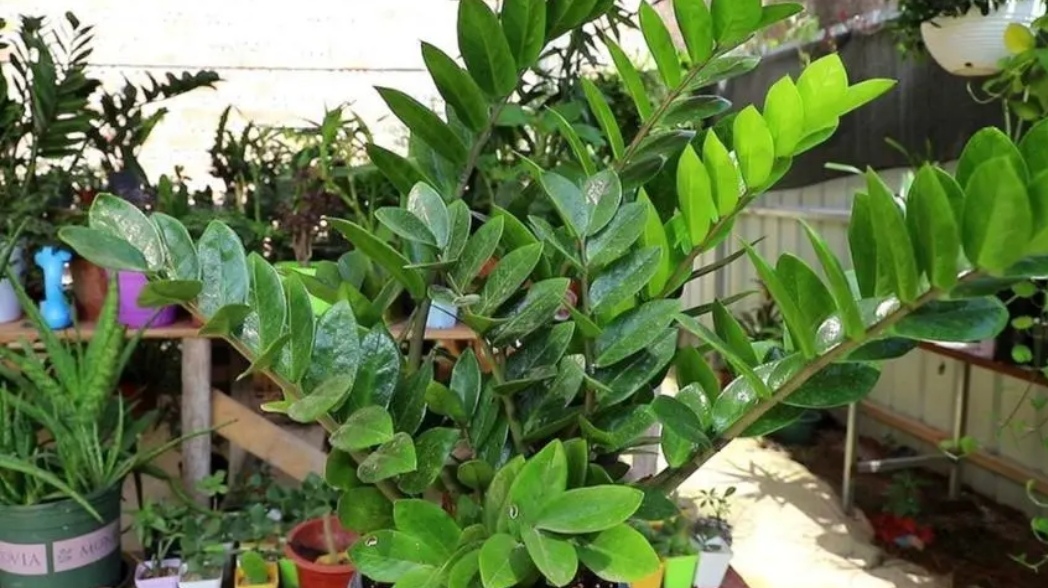 金钱树长新芽怎么养护,金钱树新芽一直长高