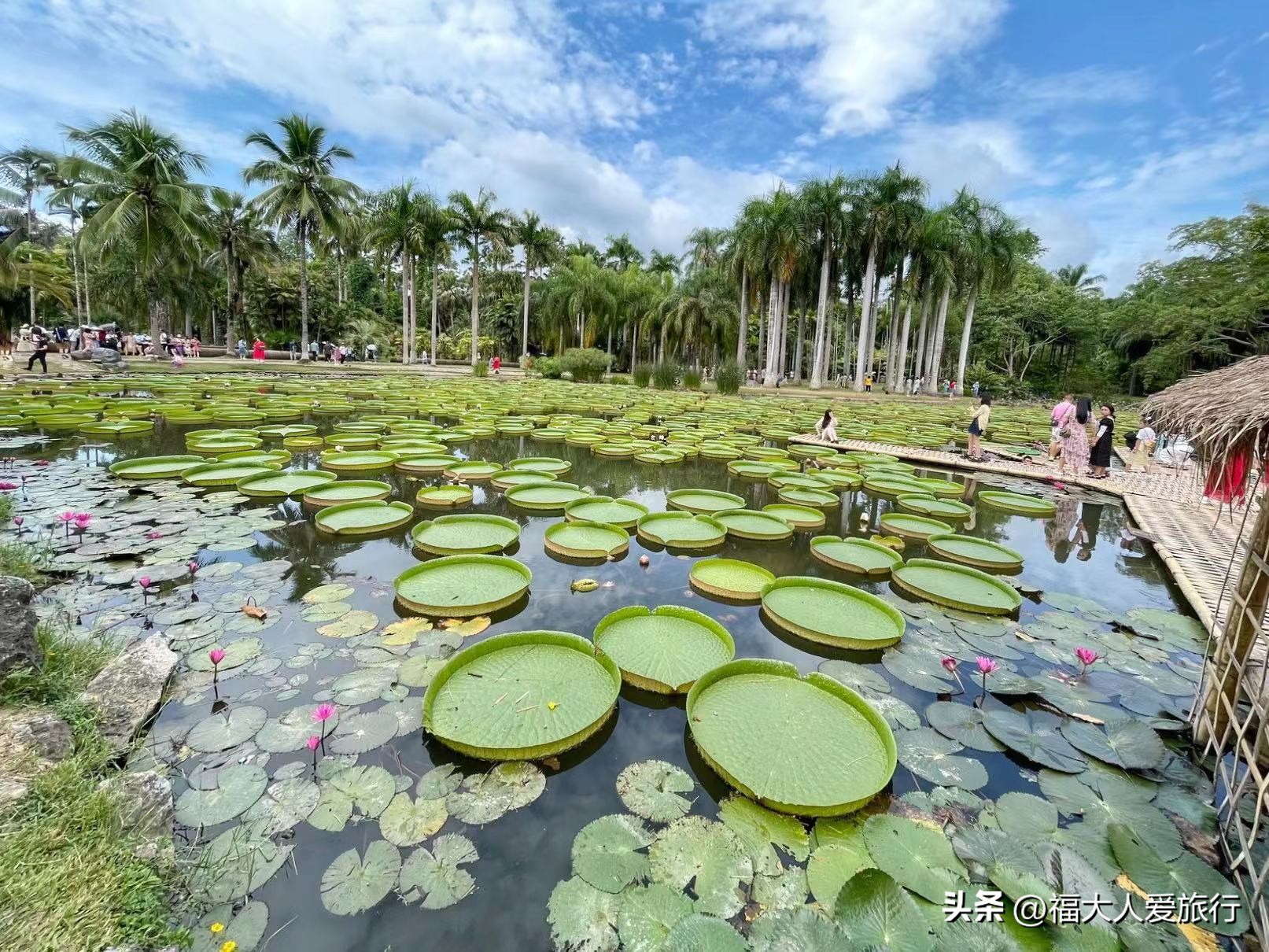 云南西双版纳热带植物园官网,西双版纳植物园全面讲解