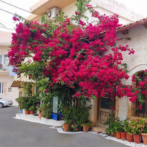 三角梅哪几个品种容易开爆花,攀爬三角梅什么时候开花