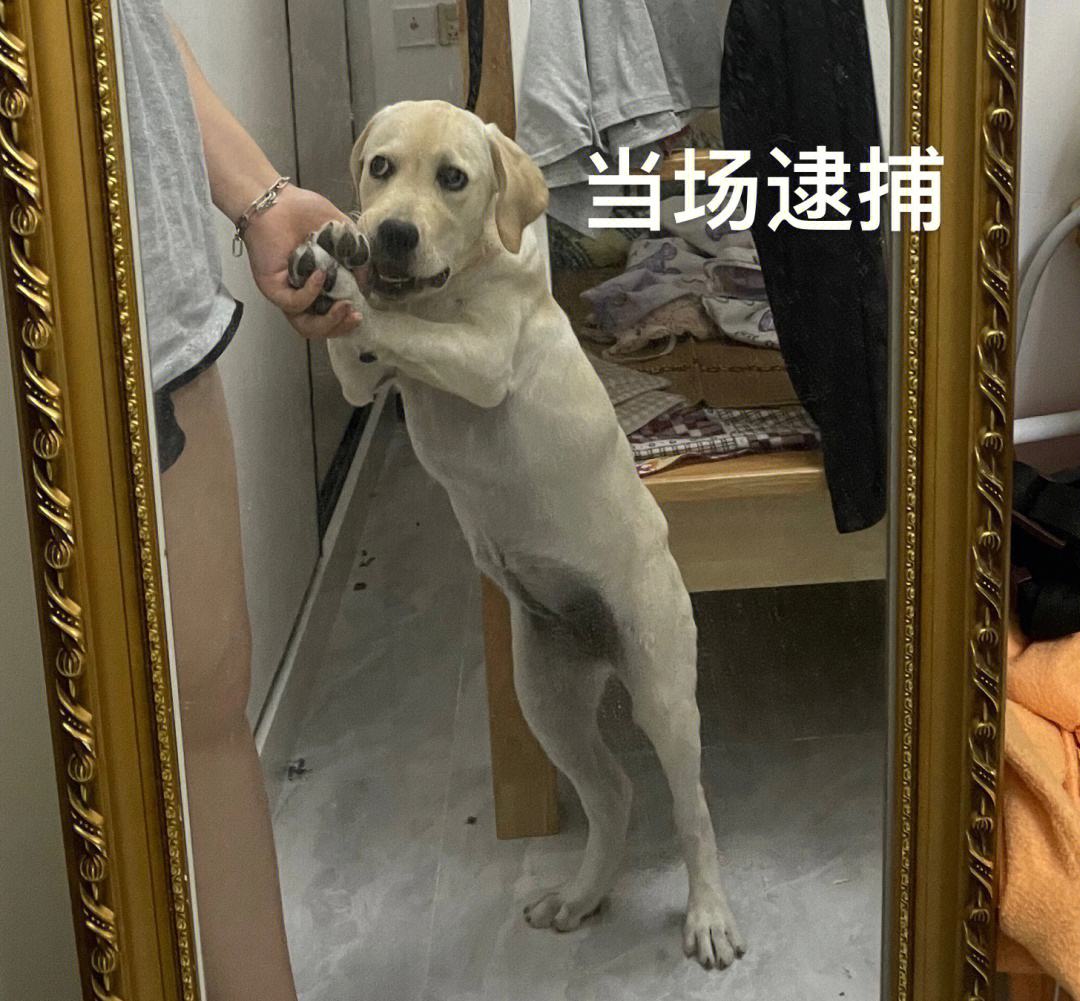 拉布拉多优缺点大全,拉布拉多的优点和缺点真实版