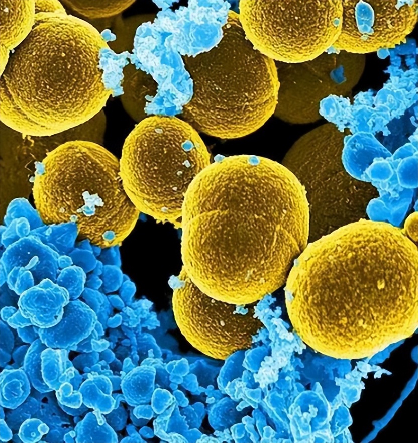 人体卫士和细菌大作战,人体卫士与细菌病毒大作战完整版