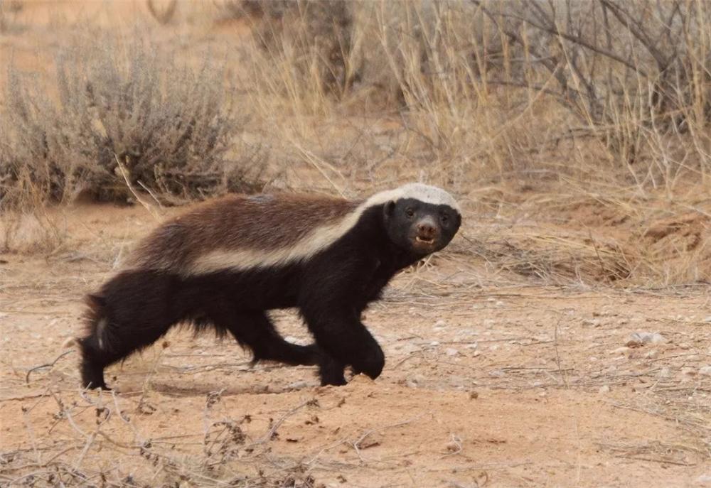 蜜獾的天敌是斑鬣狗,蜜獾为何不惧怕狮子和鬣狗
