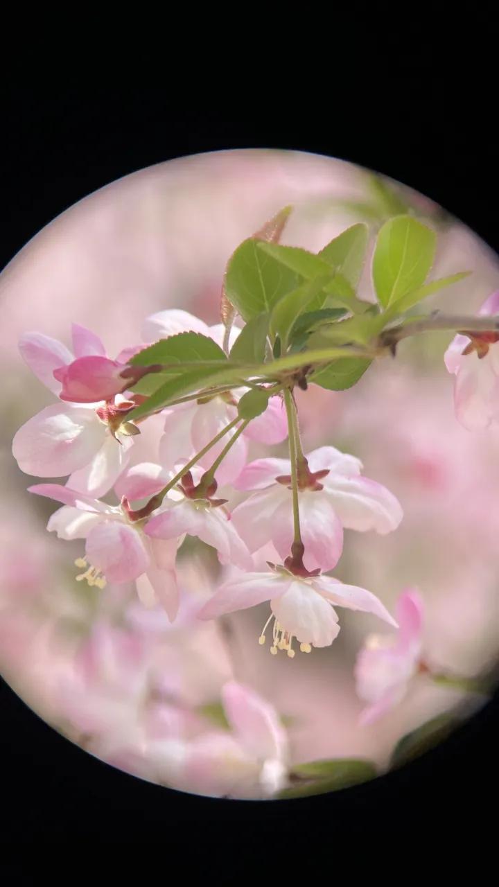 圣途6X24望远镜,圣途望远镜750