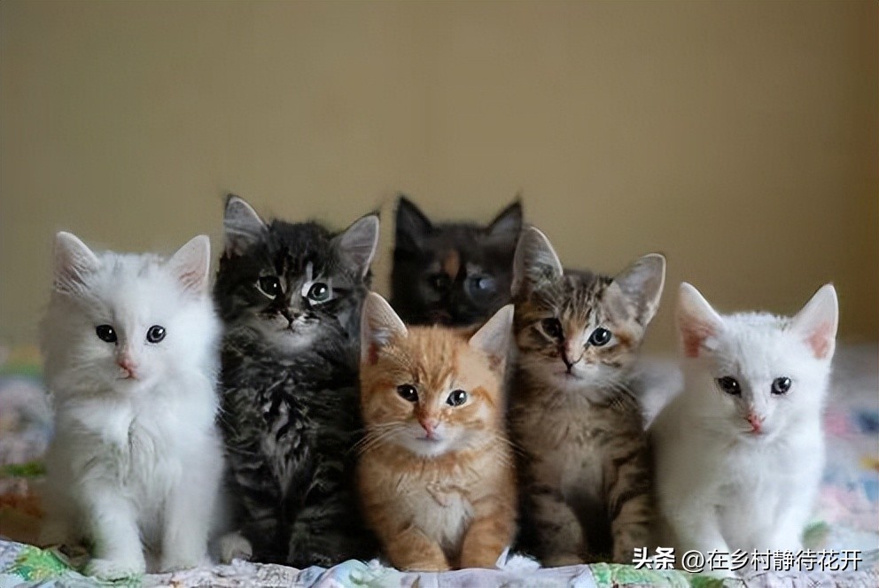 郑振铎的猫为什么总是死,郑振铎的猫是真实的吗