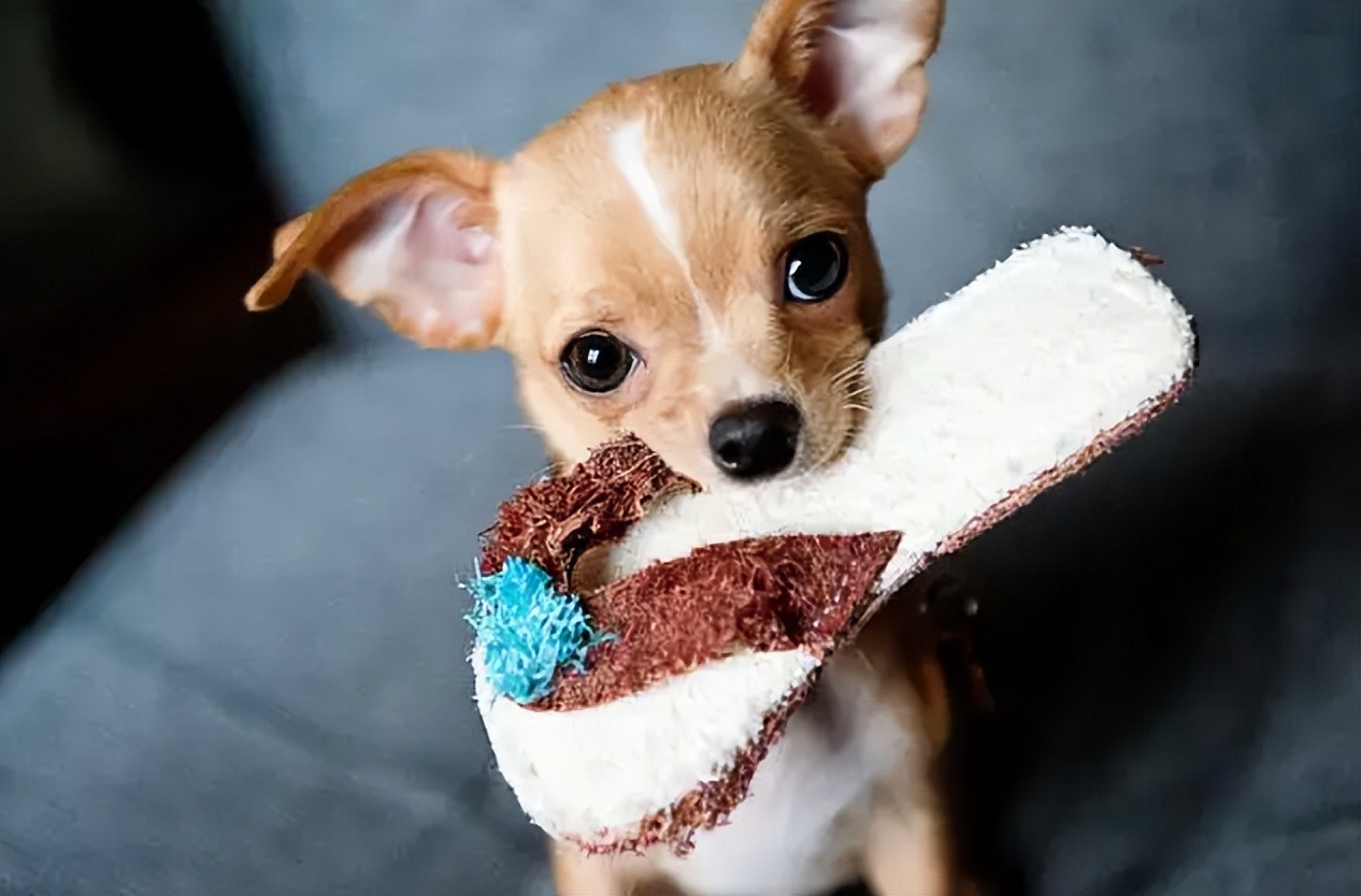 化脓性关节炎可怕吗,化脓性关节炎怎么做不复发