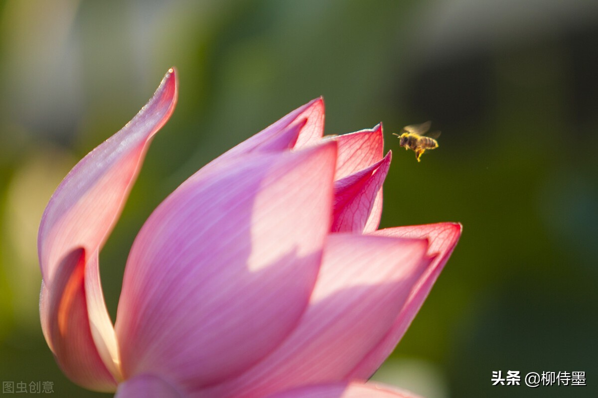 荷花摄影技巧和方法,荷花怎么拍出高级感的照片