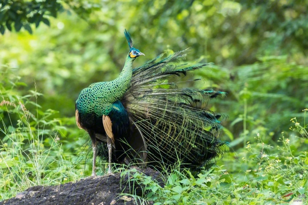 人工繁育孔雀,古老品系孔雀鱼养殖方法