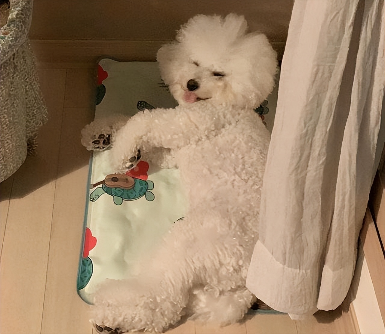 比熊犬老是转圈是什么意思,比熊犬老是翻跟头是什么意思