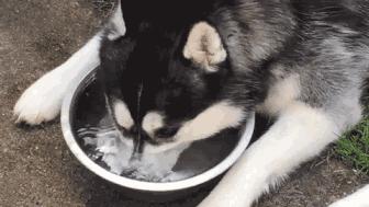 狗狗有口臭这几点轻松解决,狗狗口臭怎么办最快解决方法