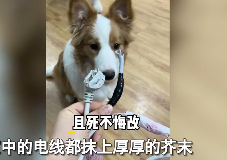 狗子喜欢咬数据线怎么办,狗子喜欢咬电线怎么办